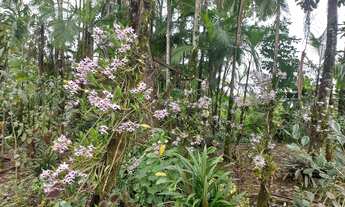 Imagem 13: Oportunidade única