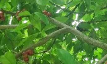 Imagem 4: Sitio de 1 quarto e 1 suite na Ilha de Guaratiba, Rio de Janeiro-RJ: Natureza, conforto e