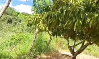 Imagem 2: Troco casa na roça em uma na cidade