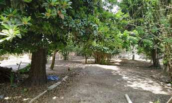 Imagem 7: Vendo chácara no centro de Conceição do Jacuipe