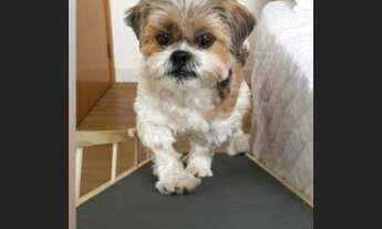 Imagem 4: Indústria de Acessórios Pet no Interior Fat. R$ 90.000 Mil Liq. R$35.000