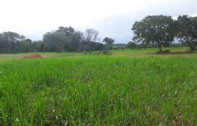 Imagem 6: Fazenda de 316 alqueires em Porangatu go