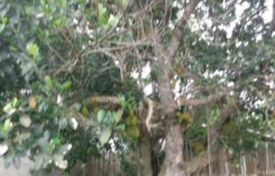 Imagem 5: Oportunidade terreno plano