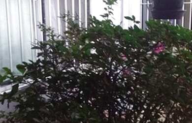 Imagem 2: Grande oportinidade