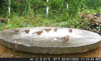Imagem 5: Chácara vila oneida Coxipo do ouro