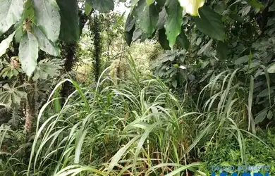 Imagem 2: TERRENO EM CONDOMÍNIO - ARUJAZINHO 1, 2, 3 - SP