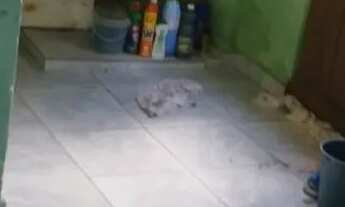 Imagem 2: Casa Casa com 1 dormitório