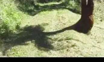 Imagem 3: Terreno chácara 26.000 M2 Colombo