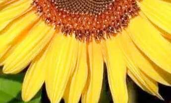 Imagem: Quarto para senhora