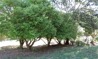 Imagem: Chácara 1 alq e meio entre Caxambú e Pirenópolis