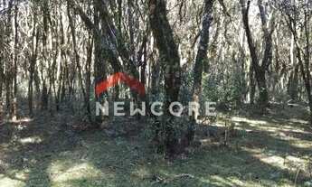 Imagem 2: Lote em Est Bracatinga - Contendas - São Francisco de Paula/RS