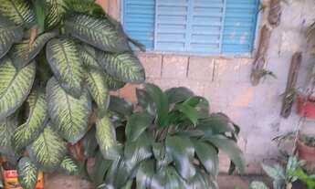 Imagem 4: Vendo casa quitada há 8 km do gama