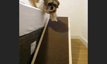 Imagem 5: Indústria de Acessórios Pet no Interior Fat. R$ 90.000 Mil Liq. R$35.000