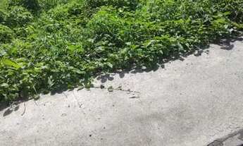 Imagem 6: Terreno em Gaibú