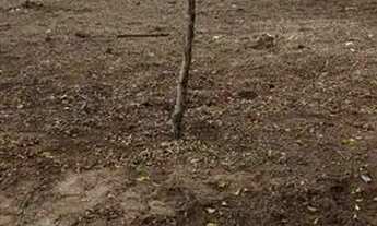 Imagem 2: TERRENO 10X17 OPORTUNIDADE