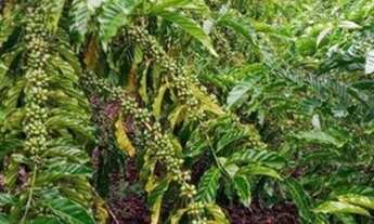 Imagem 3: Fazenda a venda Fazenda / sítio com venda por R$500.000