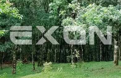 Imagem 6: Chácara em Mandirituba com 333.960 m² com Reflorestamento de Pinus