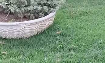 Imagem 5: Vendo apartamento 3/4 com suíte e vista livre