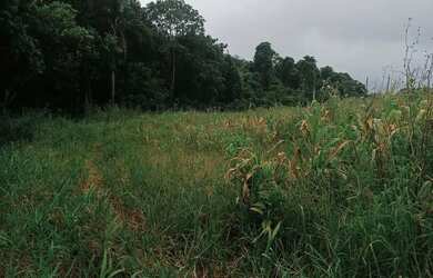 Imagem 7: Terrenos para venda tem 1000 metros quadrados em Colégio - Ibiúna - SP