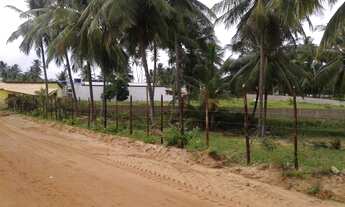 Imagem 3: Conde Bahia fazenda de coco 13 milhões