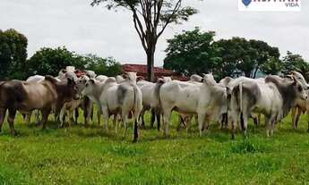 Imagem 3: Fazenda Fazenda / sítio com venda por R$15.000.000