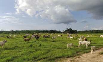Imagem: Fazenda 160 alqueires pra gado na região