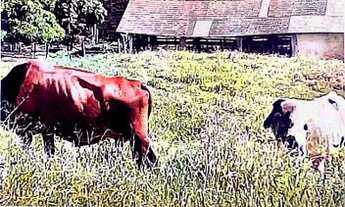 Imagem 5: Sítio da Lage, Cantagalo- RJ