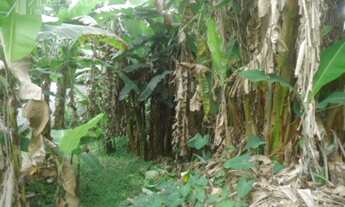 Imagem 6: Blumenau - Terreno Padrão - Garcia