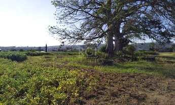 Imagem 5: Area em Campo Novo