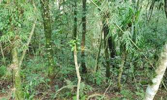 Imagem 4: CAMPO LARGO - Sítio - Rondinha