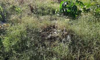 Imagem 6: LOTE 430 METROS JARDIM PATRÍCIA