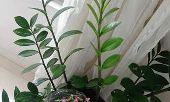 Imagem 7: Apartamento 3/4 sem suíte mobiliado em jardim de alah, segundo andar de escada