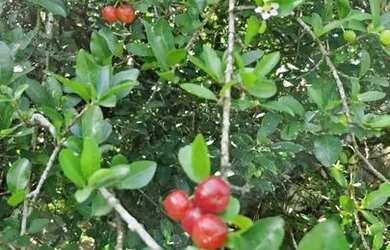 Imagem 7: Chácara em Pedra Bela c/ Casa Pomar benfeitorias e mobiliada