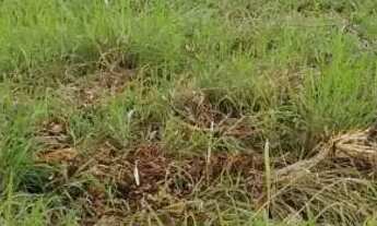 Imagem 2: Aceita Caminhonete ou Lote como parte de pagamento...Sitio Próximo Claro dos poçoes.