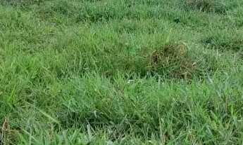 Imagem 4: Fazenda a venda em Britânia - Goiás