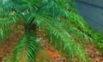 Imagem 4: Sala comercial em Travessa Marcelina - Centro - Santo André/SP