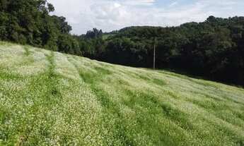 Imagem 6: TERRENO PARA FORMAÇÃO DE CHÁCARA PRÓXIMO AO CENTRO DE CAMPO LARGO