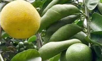 Imagem 5: Casa Casa com 3 dormitórios