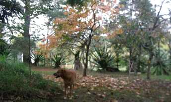 Imagem 4: Casa 4 dormitórios em Viamão