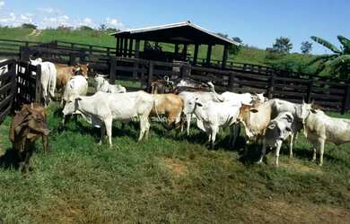 Imagem 2: Excelente Fazenda no Muni. de Nova Brasilandia -MT