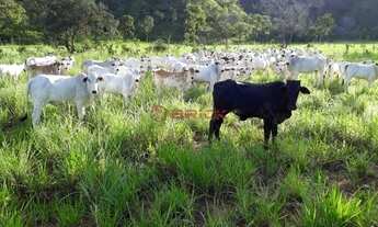 Imagem: LIZARDA - COMERCIAL - LIZARDA