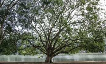 Imagem 2: APARTAMENTO NO IBIRAPUERA - 632M2, 4 DORM SENDO SUÍTES, 7 VAGAS