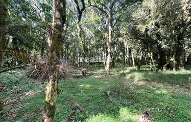 Imagem 6: TERRENO NO CONDOMÍNIO PINHEIRO GROSSO