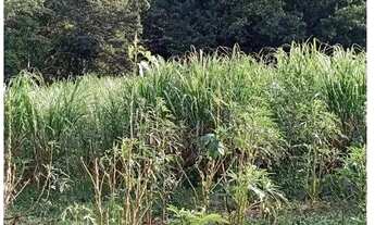 Imagem 5: OPORTUNIDADE - SÍTIO / FAZENDINHA EM MONTES CLAROS - MG