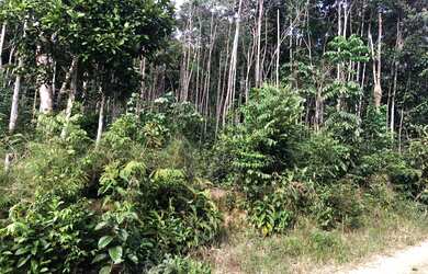 Imagem 2: Vende-se lote em Manaus