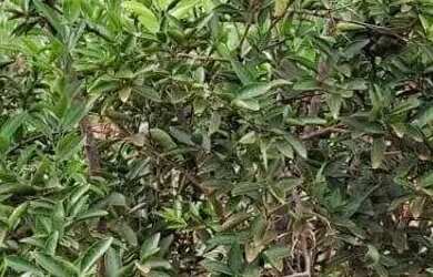 Imagem 6: Chacara a venda em Planaltina de Goiás