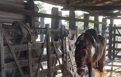 Imagem 7: Linda fazenda de 100t com uma belíssima casa a 28 km de Feita