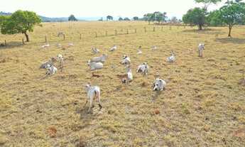 Imagem 5: Fazenda 67 Alqueires em Santa Isabel-Go