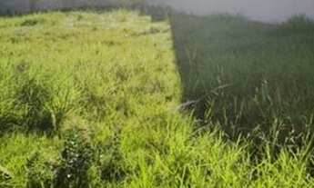 Imagem 4: Terreno em Hípica