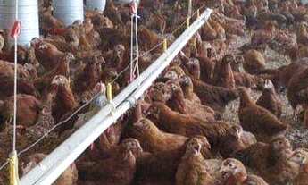 Imagem 5: Sítio com 4 dormitórios à venda, 6200 m² por R$ 1.250.000,00 - Granja Mafra - Teresópolis